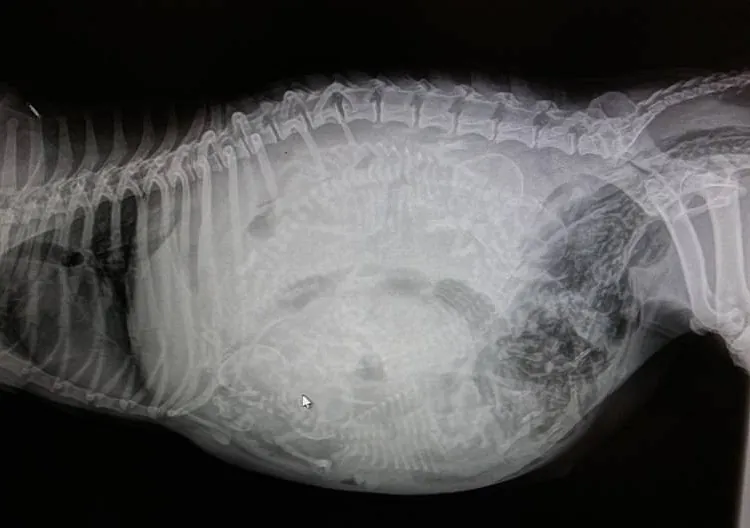 Clínica Veterinaria Puerto de Mazarrón clínica veterinaria 17