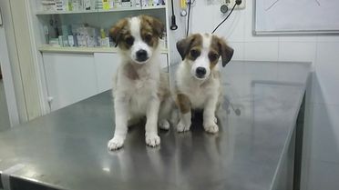 Clínica Veterinaria Puerto de Mazarrón servicios de la clínica 1