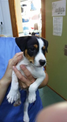 Clínica Veterinaria Puerto de Mazarrón clínica veterinaria 6