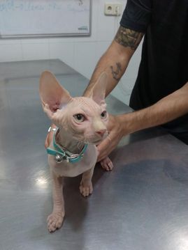 Clínica Veterinaria Puerto de Mazarrón clínica veterinaria 1