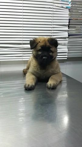 Clínica Veterinaria Puerto de Mazarrón clínica veterinaria 3