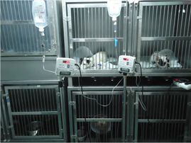 Clínica Veterinaria Puerto de Mazarrón clínica veterinaria 23